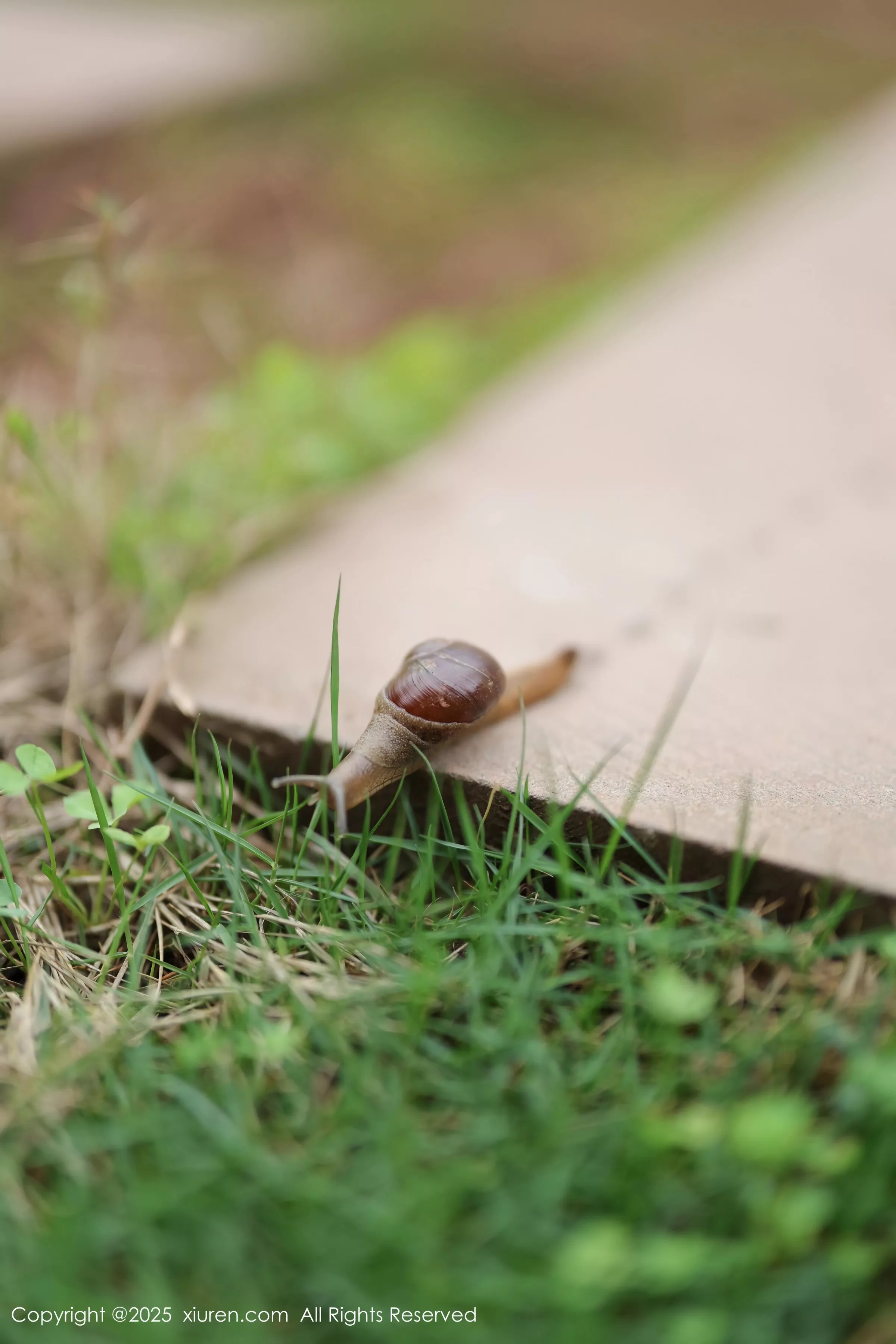 秀人集.com_[XiuRen秀人网]No.10215_新人模特茂木希子性感红色裙子配肉色丝袜秀完美曲线诱惑写真82P